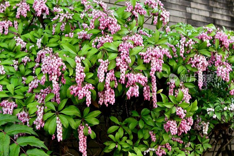 日本Pieris japonica /日本andromeda